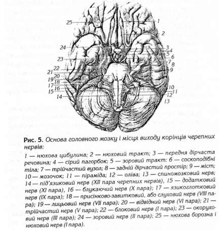 основа головного мозку виходу корінцівчерепних нервів