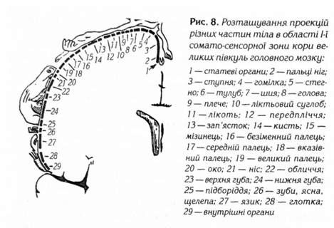 розташування проекцій різних частин тіла в області 1-ї соммато-сенсерної зони кори велеких півкульголовного мозку 