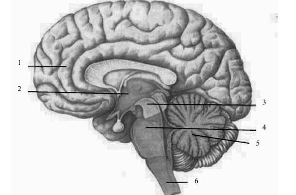 відділи головного мозку 1 - великі півкулі; 2 - проміжний мозок; 3 - середній мозок; 4 - міст; 5 - мозочок (задній мозок); 6 - спинний мозок