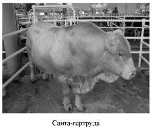 санта-гертруда 