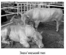знам'янський тип 