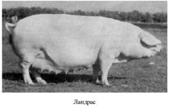 ландрас