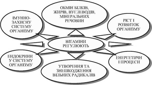 фізіолого-гігієнічна роль вітамінів