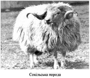сокільська порода 