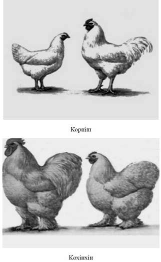 корніш