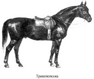 тракененська порода