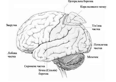 зовнішня будова головного мозку 