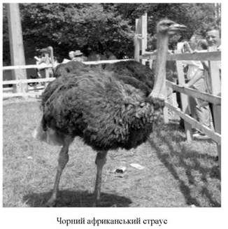чорний афреканський страус 