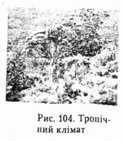 тропічний клімат